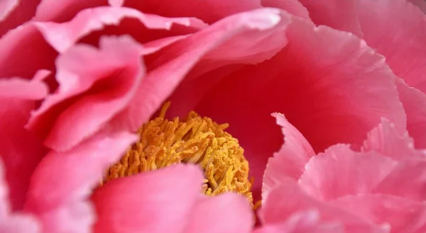 Zblízka Krásný Růžový Pivoňka Květ — Stock fotografie