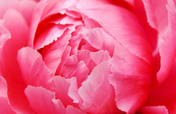 Крупним Планом Красиво Рожевий Цвіт Півонії — стокове фото