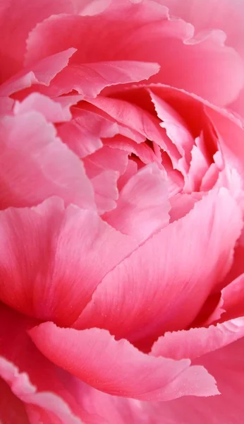 Close Uma Bela Flor Peônia Rosa — Fotografia de Stock
