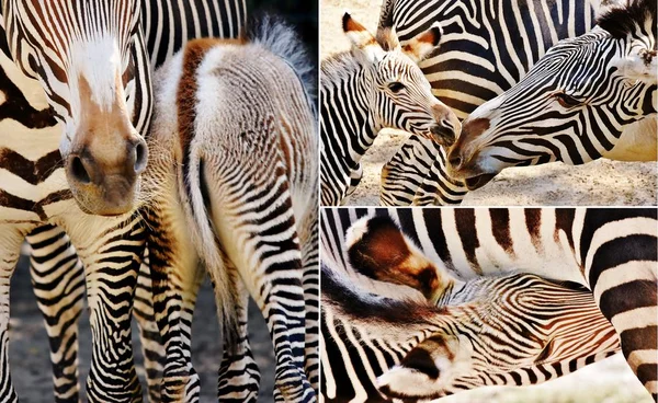 Zebra Anne Yavrusu Kapat — Stok fotoğraf