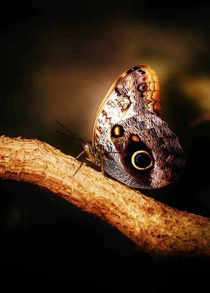 Close Beautiful Owl Butterfly Big Eyespots — Stock Photo, Image