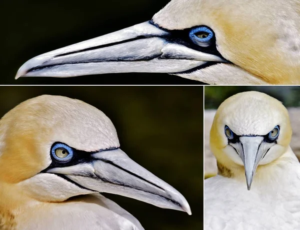 Zbliżenie Piękne Seabird Gannet — Zdjęcie stockowe