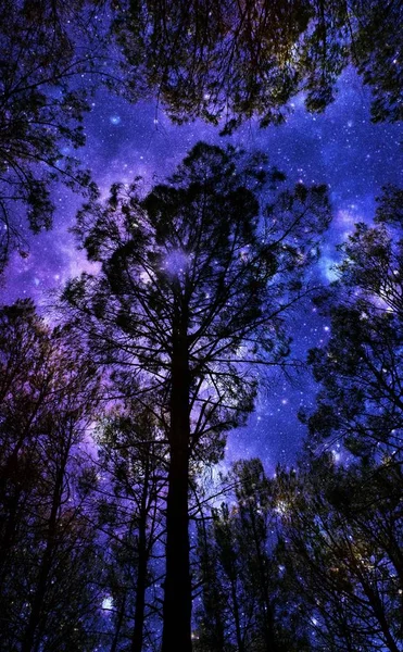 Paesaggio Con Grandi Alberi Una Foresta Pini Cielo Notturno — Foto Stock