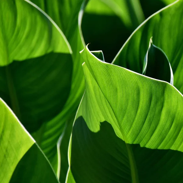 güneş ışığı yeşil yaprakların yakın çekim
