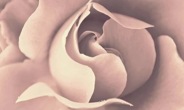 Güzel bir gül ağaçları yakın çekim