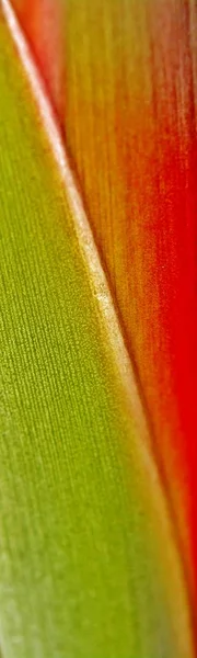 Detailní Záběr Červené Zelené Strelitzia Reginae Stonku — Stock fotografie