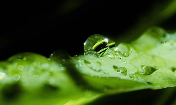 Yağmur Damla Yeşil Zambak Yaprak Üzerinde Kapat — Stok fotoğraf