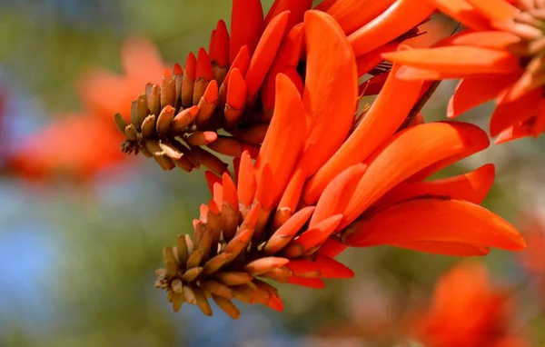 Close Broad Leaf Coral Trees Scarlet Flowers — Stock Photo, Image