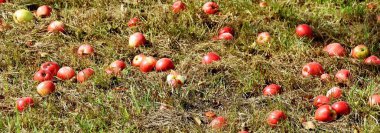 Çim düşmüş kırmızı elma yakın çekim