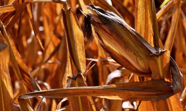 Hasat Mısır güneş ışığı altında olmaya hazır mısın, yakın çekim