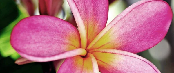 Güzel Plumeria çiçek güneş ışığı kapat