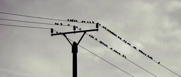 Vögel Auf Dem Draht Schwarz Weiß — Stockfoto