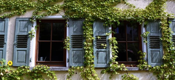 Primer Plano Ventanas Persianas Azules Con Vino Salvaje — Foto de Stock