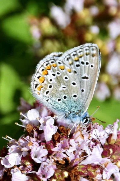 花のように小さな蝶のクローズ アップ — ストック写真