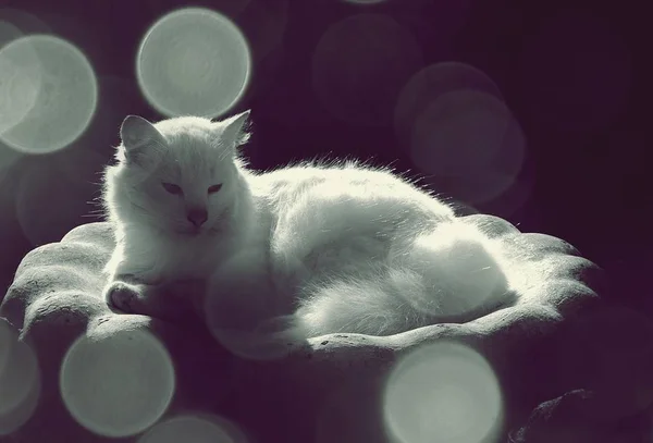 고양이 일광욕을 복용의 클로즈업 — 스톡 사진