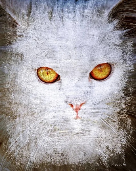 Close up of the Face of a white cat with yellow eyes