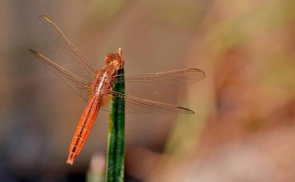 Nahaufnahme Einer Schönen Roten Libelle Sonnenlicht — Stockfoto