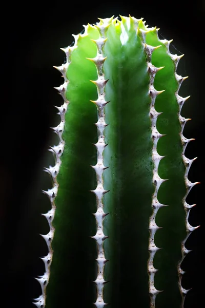 Close Van Prachtige Cactus Met Stekels — Stockfoto