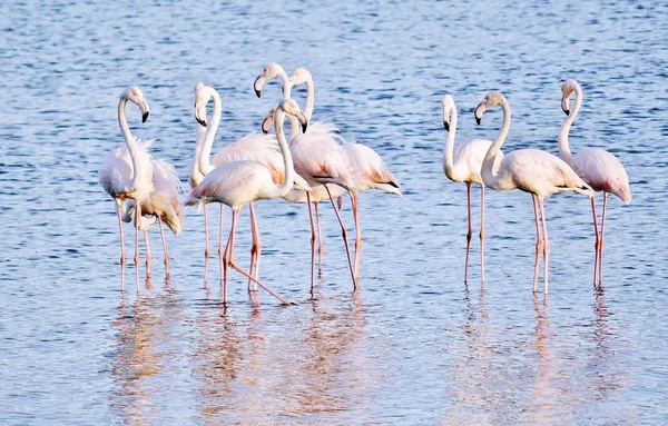 Kleine Flamingos Frühmorgens Füttern — Stockfoto