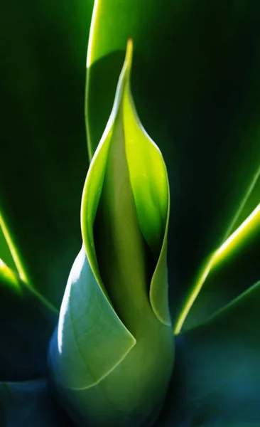 Güneş Işığı Altında Taze Yeşil Yaprakların Yakın Çekim — Stok fotoğraf