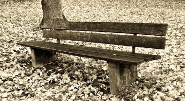 Parkta bir banka ile sonbahar