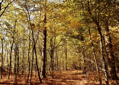Sonbahar, yatay kayın ağaçlarının güneş ışığı altında renkli