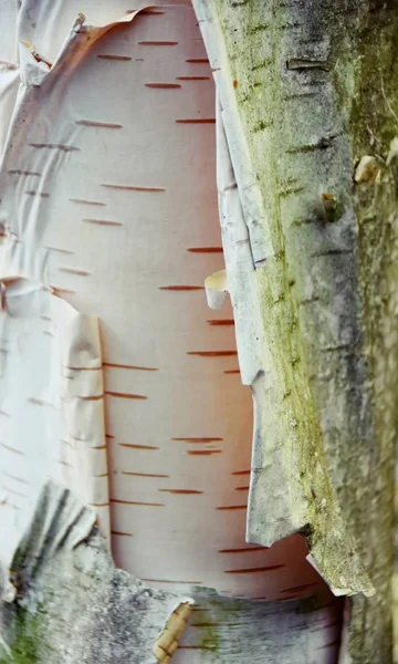 Huş Ağacı Kök Üzerinde Kabuk Yakın Çekim — Stok fotoğraf