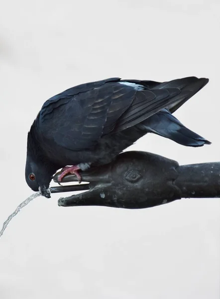 Nahaufnahme Einer Durstigen Taube Auf Einem Brunnen — Stockfoto