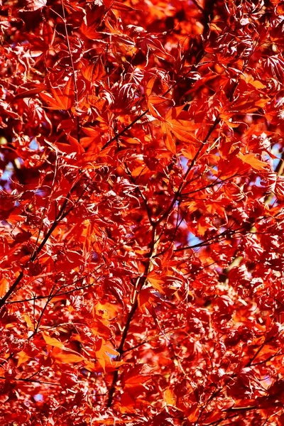 Close Outono Folhas Bordo Vermelho — Fotografia de Stock