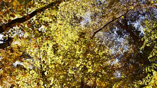 Landschaft Mit Herbstlichen Buchen Sonnenlicht — Stockfoto