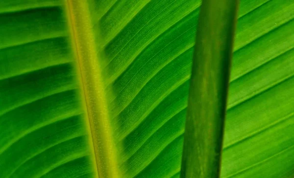 Close Green Wild Banana Leaf — Stock Photo, Image