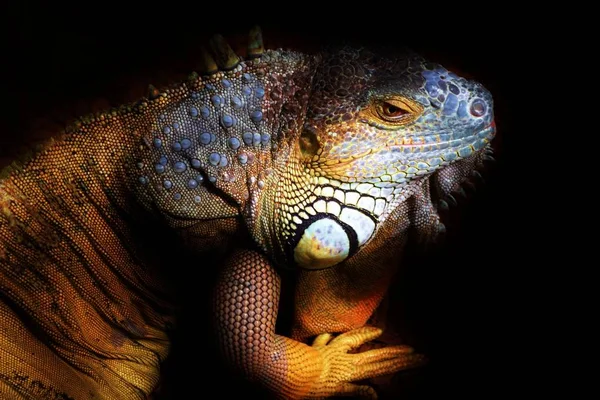 Dekat Dari Kadal Iguana Besar — Stok Foto