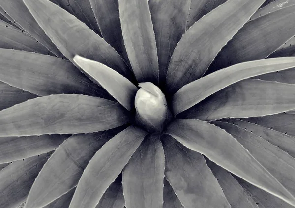 Maviye yakın bahçemde Agave