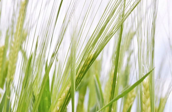 Nahaufnahme Von Grünem Weizen Frühling — Stockfoto