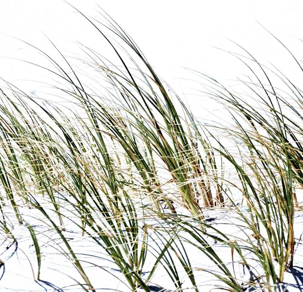 Närbild Sanddyner Med Dune Gräs — Stockfoto