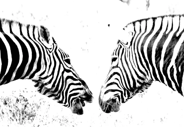 Primo Piano Zebras Pascolo Sul Prato Asciutto — Foto Stock