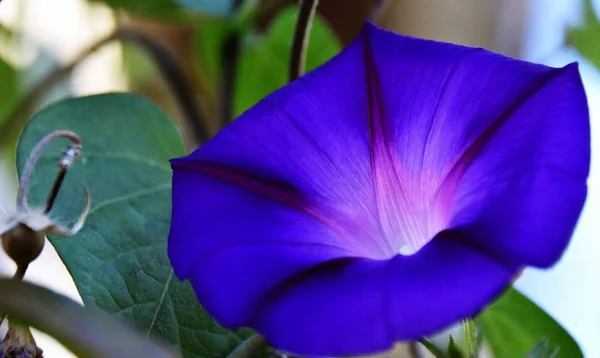 Közelkép Kék Ipomoea Tricolor Mennyei Kék — Stock Fotó