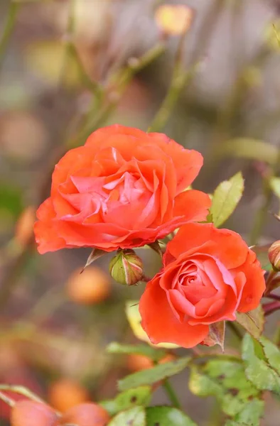 Närbild Vackra Rosor Orange Solljus — Stockfoto