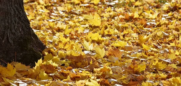 Nahaufnahme Von Baumstamm Mit Herbstfarbenen Ahornblättern — Stockfoto