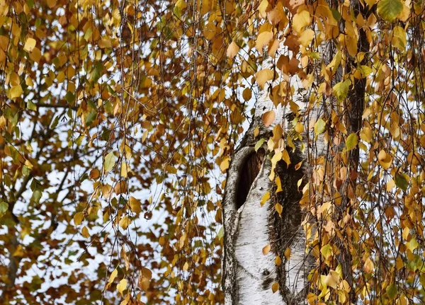 Nahaufnahme Von Herbstfarbenen Birkenblättern — Stockfoto