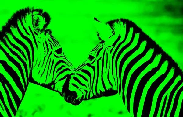 Close Playful Zebras — Stock Photo, Image