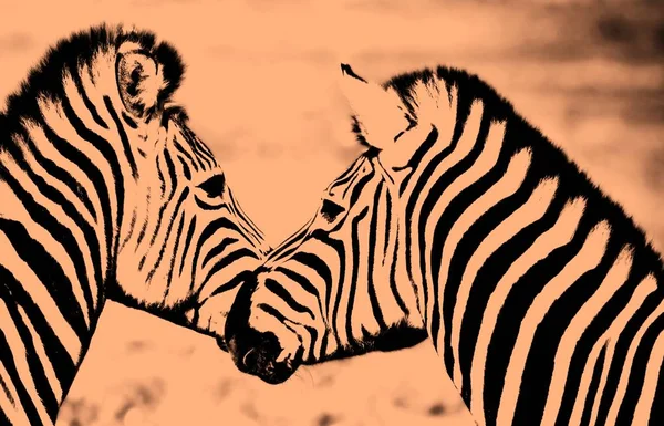 Nahaufnahme Verspielter Zebras — Stockfoto