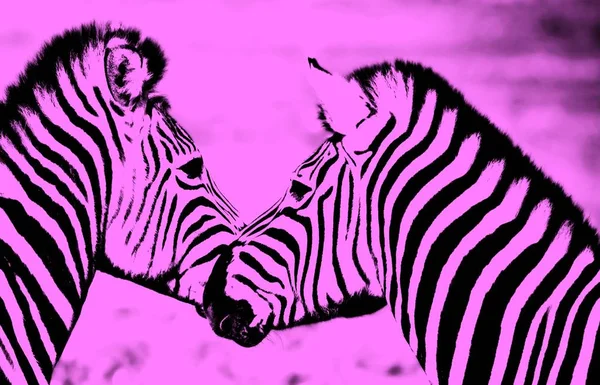 Fechar Zebras Brincalhão — Fotografia de Stock