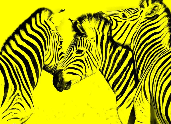 Fechar Zebras Brincalhão — Fotografia de Stock