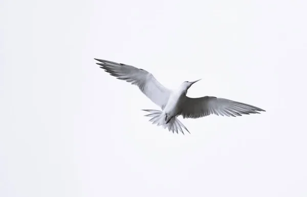 Fechar Uma Gaivota Céu — Fotografia de Stock