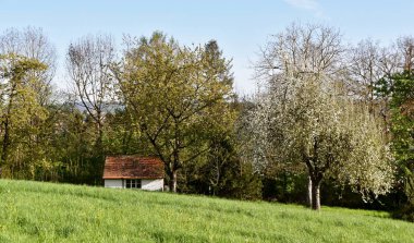 Baharda bossoming Elma ağacı ile Peyzaj