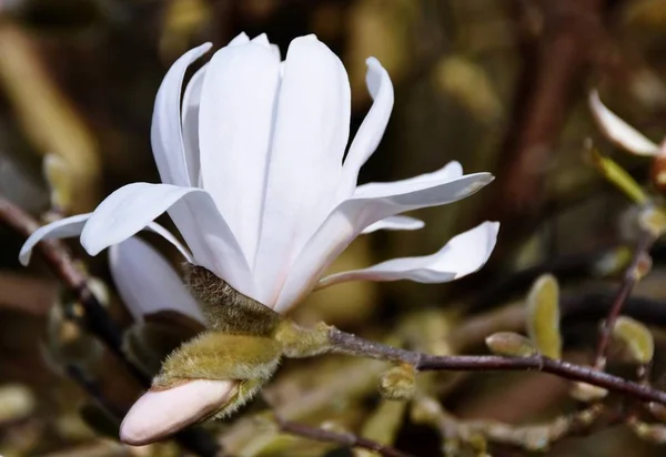 Fechar Bela Flor Magnolia Luz Solar — Fotografia de Stock