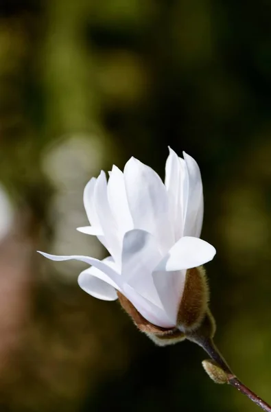 Güneş Işığında Güzel Magnolia Çiçeği Yakın — Stok fotoğraf