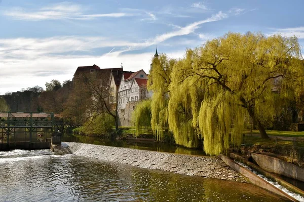 Landscape Weeping Willows River Murr Backnang Spring — Stock Photo, Image