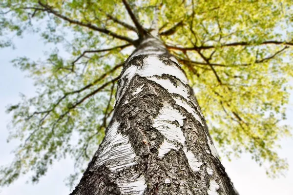 Birch sapı ve yeşil Bahar yaprakları yakın
